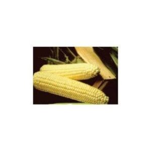 Porumb zaharat Spirit f1 15000 sem