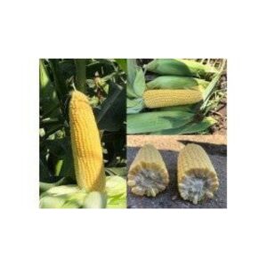 Porumb zaharat Tyson f1 1500 sem