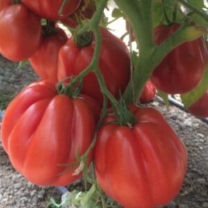 Tomate Rugantino RZ F1 – 100 seminte, Rijk-Zwaan