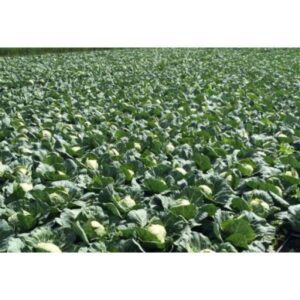 Pushma RZ 1000 seminte