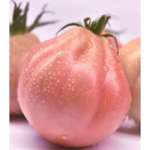 Seminte de tomate Rosamunda F1, 100 seminte