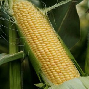 Seminte Porumb zaharat Royalty F1 1 kg