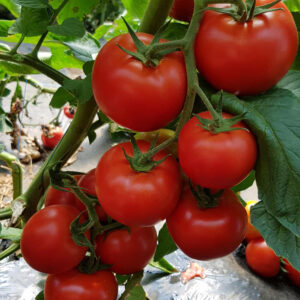 Sandoline F1 500 SEM