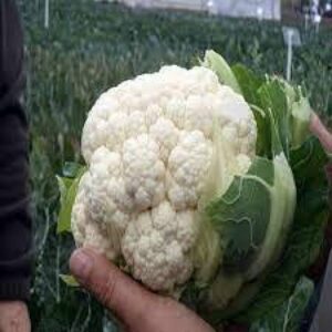 Santa Maria RZ  F1 1000 sem