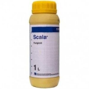 Scala 1L