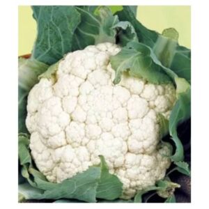 Conopida Herfstreuzen 10 gr