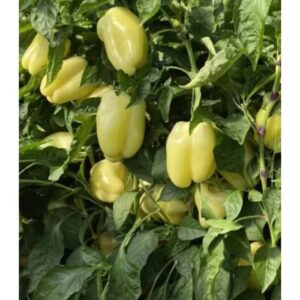 Ardei gras Buratti F1  1000 sem