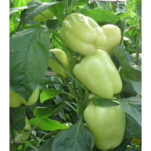 Ardei Barbie F1 500 SEM