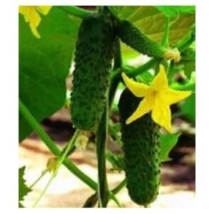 Castraveti Amour F1 - 250 seminte