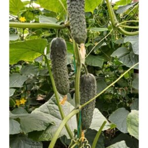 Elvinara RZ F1 1000 SEM