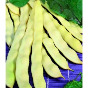 Seminte de fasole Meraviglia di Venezia 1kg