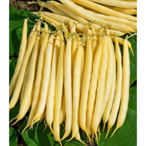 Fasole fidelute Goldstrike 1kg Standard