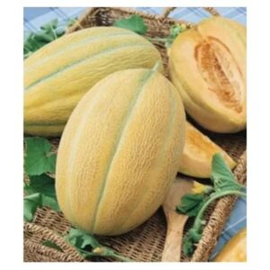 Hibrid 1 F1 (5 gr) Seminte de Pepeni Galbeni bulgaresti profesionale, Geosem