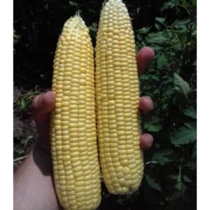 Seminte de porumb Turbine F1, 5000 seminte