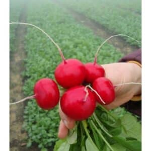 Seminte de ridichi Diego F1, 25.000 Seminte