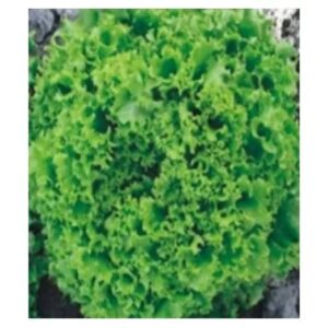 Seminte de salata Model 5000 seminte