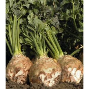 Telina Balena F1 10000 sem