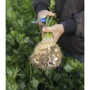 Seminte Telina radacina ILONA F1, Bejo - 10.000 seminte