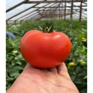 Tomate Canova F1 250 SEM