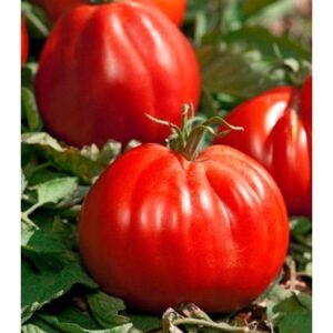 Seminte de tomate Corazon F1 ( Inima de Albenga ) 250 SEM