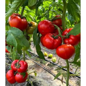 Costared RZ F1 100 sem