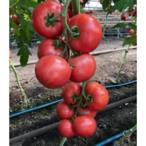 Manusa RZ F1 100 sem