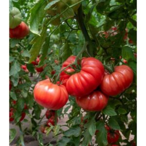 Seminte de tomate Rosamei F1, 1000 seminte