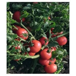 Seminte de tomate Sultan F1 1000 seminte