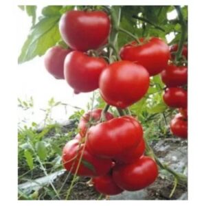 Seminte de tomate Giraffe F1 1000 sem