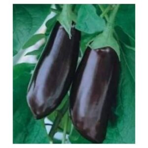 Seminte de vinete Halflange Violet 10 GR