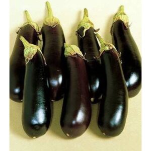 Seminte de vinete Mirabelle F1 500 sem