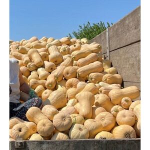 Seminte de dovleac de placinta Matilda F1, 500 seminte