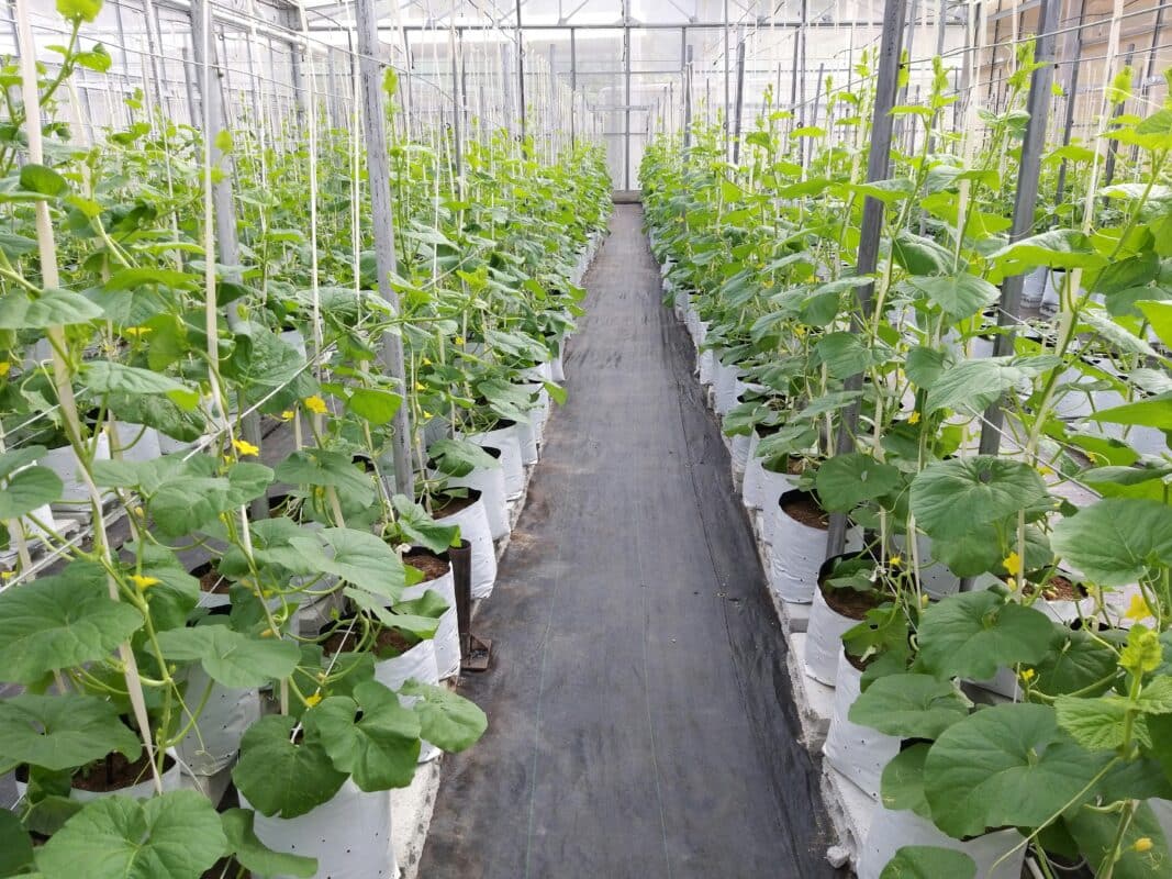 seminte-legume-fungicide-ingrsaminte-insecticide