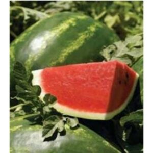 Seminte de pepene Arashan F1, 1000 Seminte