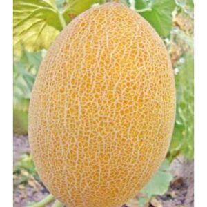 Seminte de pepeni galbeni Kemer F1 500 sem