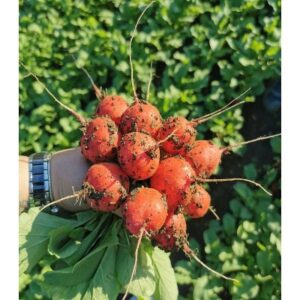 Ridichi Bodiam RZ F1