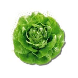 Seminte de salata Centore, 5000 Seminte