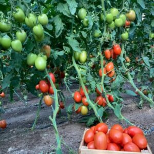 Seminte de tomate Isiaki F1 - 500 seminte