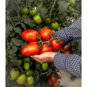 Seminte tomate Vincitori F1, 500 seminte