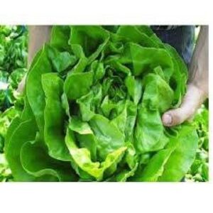 Alternative view of Shangore f1