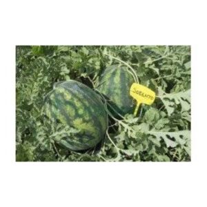 Sorento F1 1000 seminte