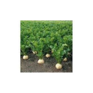 Telina Diamant F1 10000 seminte