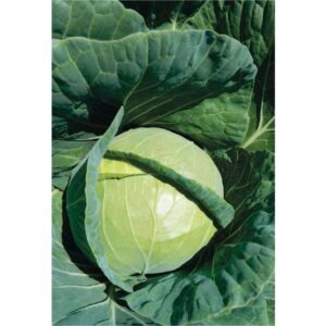 Varza Pruktor f1 2500 seminte