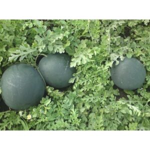 BARONESA F1 Seminte de pepene verde Rijk Zwaan 1000 sem