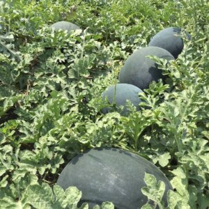 Seminte de pepene Huelva F1 RZ, 1000 Seminte