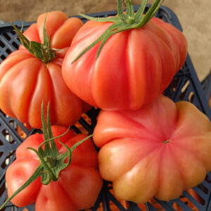 Semințe de roșii Pink Lady F1 1000 SEM