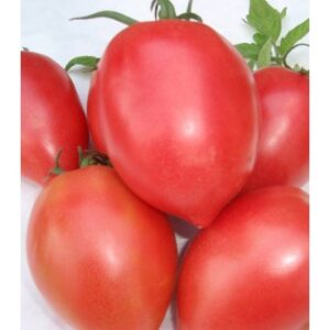 Seminte de tomate Rugby F1 1000 sem
